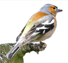 Chaffinch - Fringilla coelebs